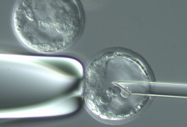 Δημιούργησαν ανθρώπινα βλαστοκύτταρα μέσω κλωνοποίησης